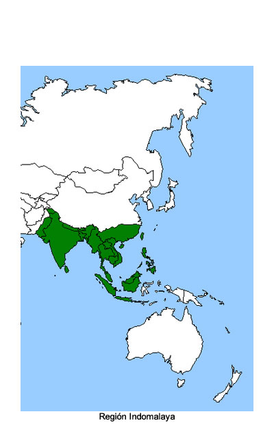 Biorregión Oriental o Indomalaya